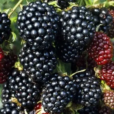 Ежевика ЭВЕРГРИН бесшипная  в Новополоцке