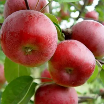 Яблоня ПОСПЕХ в Новополоцке