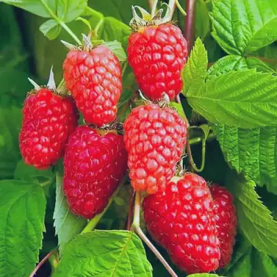 Малина МАРАСТАР в Новополоцке