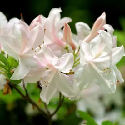 Азалия УАЙТ ЛАЙТС листопадная в Новополоцке