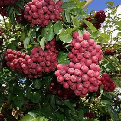 Рябина ТИТАН сладкоплодная  в Новополоцке