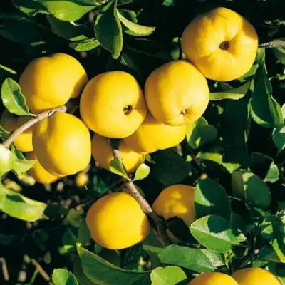 Айва ЦЕЗАРЬ в Новополоцке