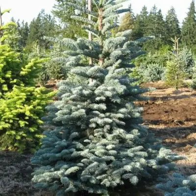 Пихта благородная в Новополоцке