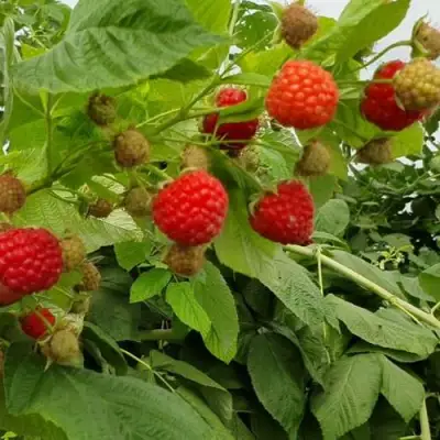 Малина КВЕЛЛИ в Новополоцке