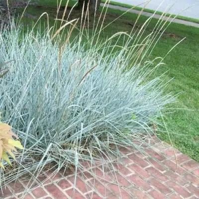 Элимус БЛЮ ДЮН песчаный в Новополоцке