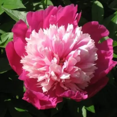 Пион КАПЛЯ РОСЫ травянистый в Новополоцке