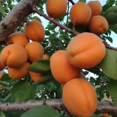 Абрикос ГОЛД РИЧ в Новополоцке