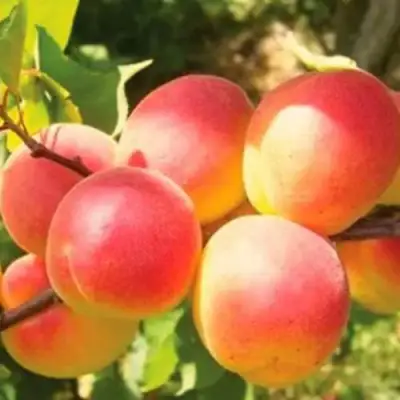 Абрикос NJA-19 в Новополоцке