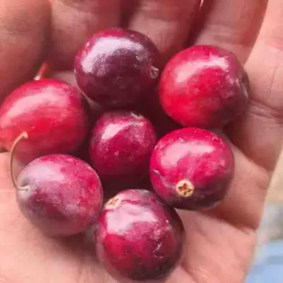 Клюква БАИН 6 в Новополоцке