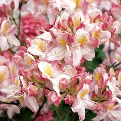 Азалия САТОМИ японская в Новополоцке