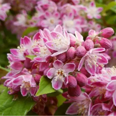 Дейция СТРОБЕРРИ ФИЛДС  в Новополоцке