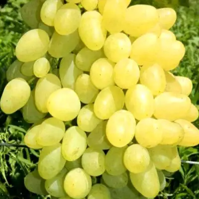 Виноград ЗАРНИЦА в Новополоцке