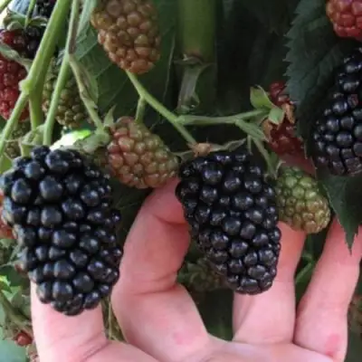 Ежевика НЕБЕСА МОГУТ ПОДОЖДАТЬ бесшипная  в Новополоцке