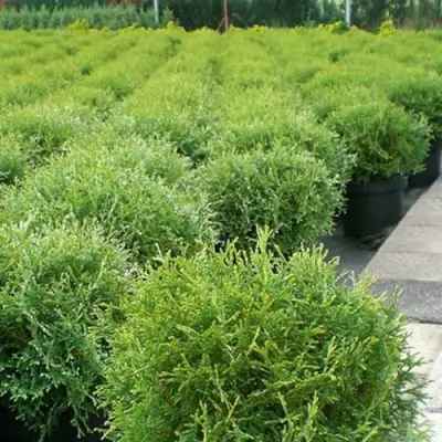 Туя ТИНИ ТИМ западная в Новополоцке