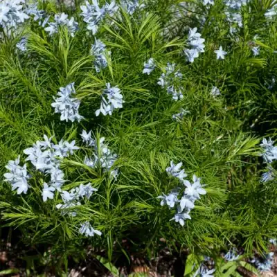 Амсония РЕСНИТЧАТАЯ в Новополоцке