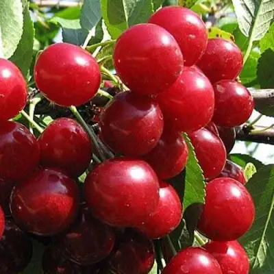 Вишня ГЛУБОКСКАЯ в Новополоцке