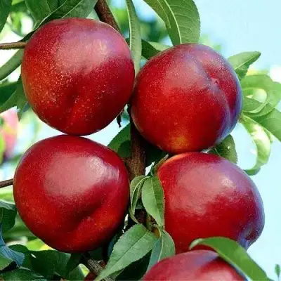 Нектарин БИГ-ТОП в Новополоцке