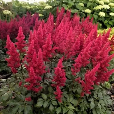 Астильба ФАНАЛ в Новополоцке