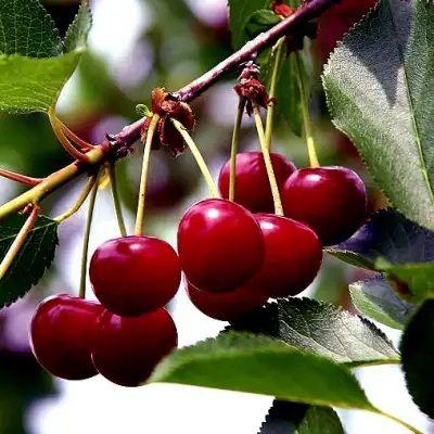 Вишня РИВАЛ в Новополоцке