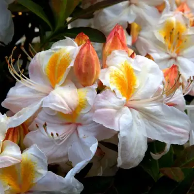 Азалия СИЛЬВЕР СЛИППЕР листопадная в Новополоцке