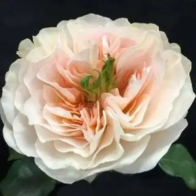 саженцы розы Чарити