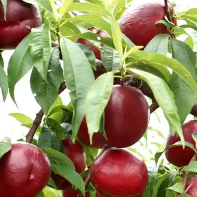 Нектарин ФАНТАЗИЯ в Новополоцке