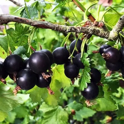 Йошта КРЫМСКАЯ в Новополоцке