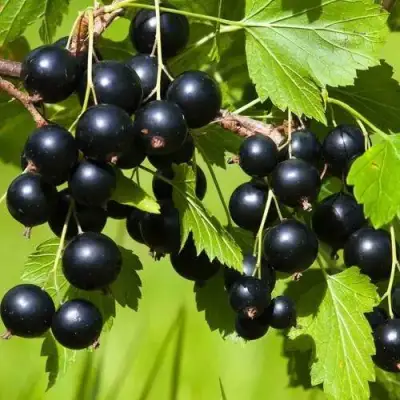 Смородина чёрная БЕЛОРУССКАЯ СЛАДКАЯ в Новополоцке