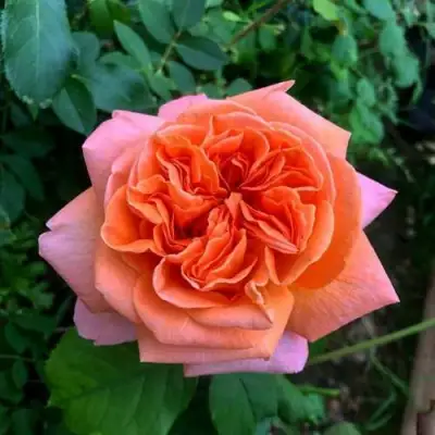 Роза РЕНЕ ГОССИНИ чайно-гибридная в Новополоцке