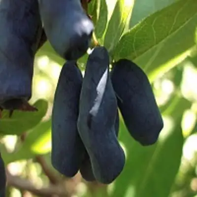 Жимолость съедобная РОКСАНА в Новополоцке