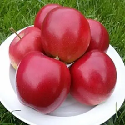 Яблоня СЯБРЫНА в Новополоцке