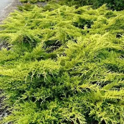 Можжевельник ОЛД ГОЛД средний в Новополоцке