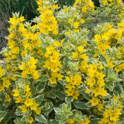 Вербейник АЛЕКСАНДР точечный в Новополоцке