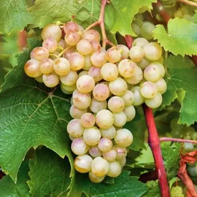 Виноград КРИСТАЛЛ в Новополоцке