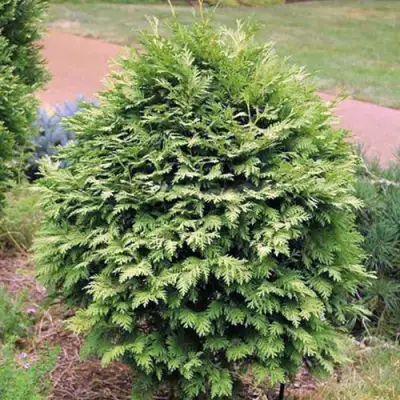 Туя ВАРЕАНА ЛЮТЕСЦЕНС западная в Новополоцке