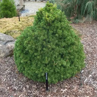 Ель ТОМПА обыкновенная в Новополоцке