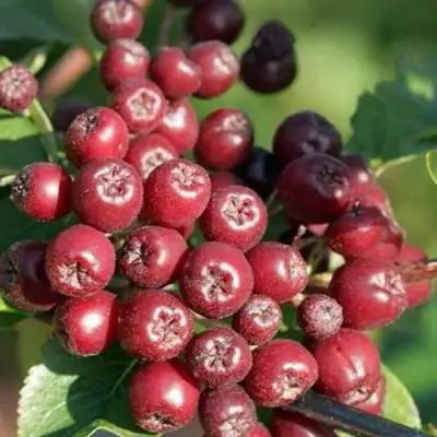 Рябина БУРКА сладкоплодная в Новополоцке