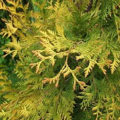 Туя ГОЛДЕН БРАБАНТ западная в Новополоцке