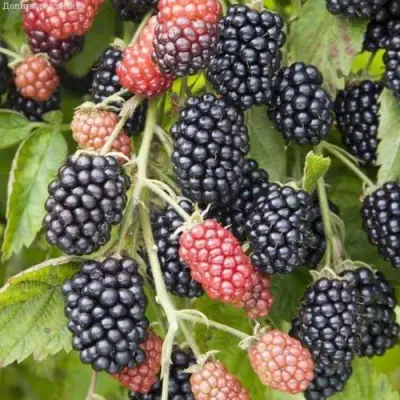 Ежевика НЕБЕСА МОГУТ ПОДОЖДАТЬ бесшипная  в Новополоцке