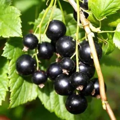 Смородина чёрная ПАМЯТЬ ВАВИЛОВА в Новополоцке