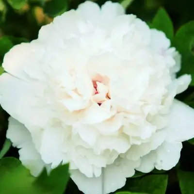 Пион СНЕЖНАЯ КРЕПОСТЬ древовидный в Новополоцке