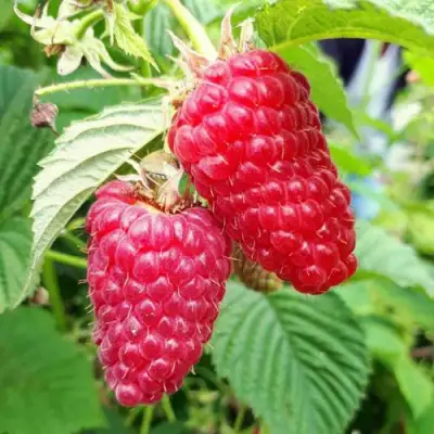 Малина ПШЕХИБА в Новополоцке