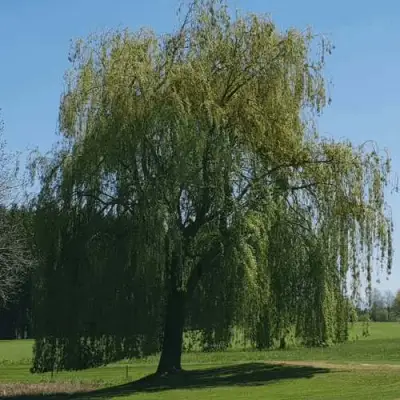 Ива белая в Новополоцке