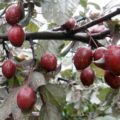 Слива НИГРА растопыреная в Новополоцке