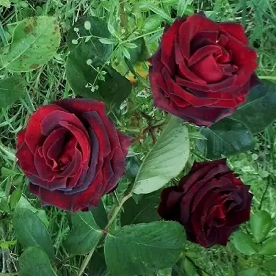 Роза ПАПА МЕЙЯН чайно-гибридная в Новополоцке