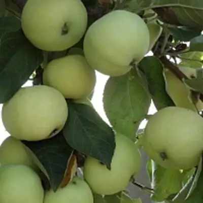 Яблоня ПАПИРОВКА в Новополоцке