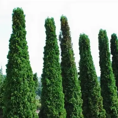 Туя ДЕГРУТ СПАЙР западная в Новополоцке