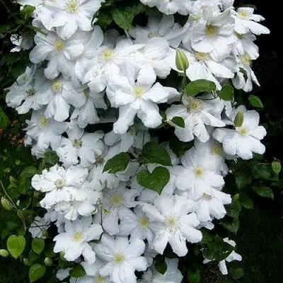 Клематис ТОКИ в Новополоцке