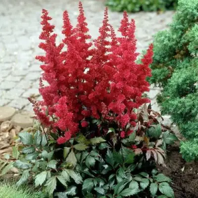 Астильба ГРАНАТ Арендса в Новополоцке