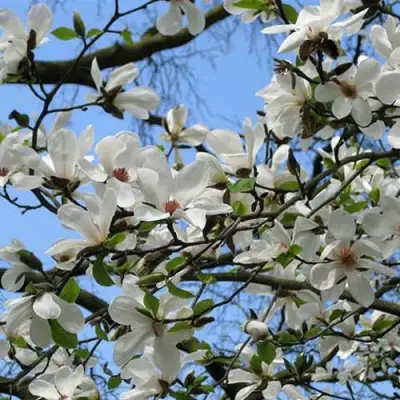 Магнолия АЛЬБА СУПЕРБА в Новополоцке